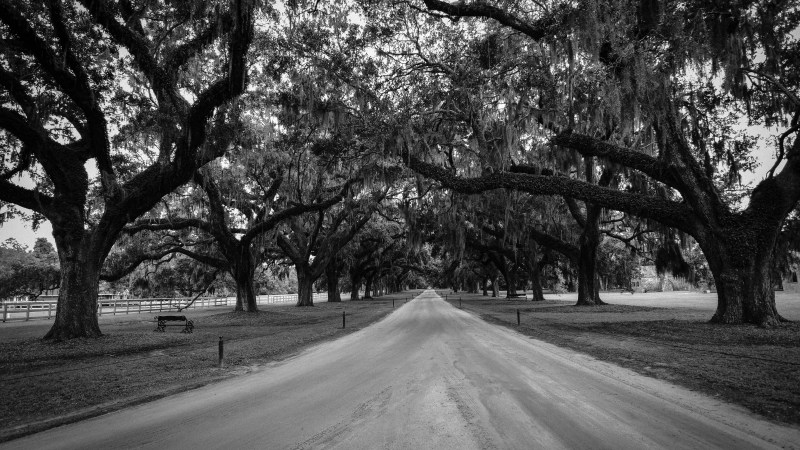 Charleston Plantation Road
